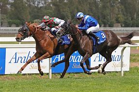 Image result for Horse Racing Arena Picture From Today in Dubai
