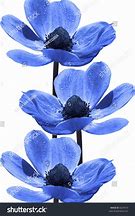 Image result for Blue Flowers On White Background