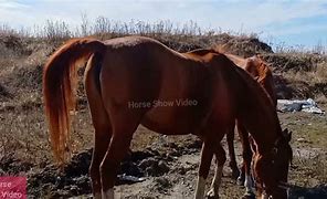 Image result for Winking Horse Rear