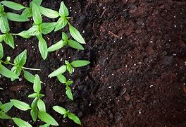 Image result for Organic Compost for Vegetables Growing