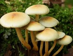 Image result for Find Magic Mushrooms