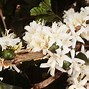 Image result for Coffee Bean Plant Flowers
