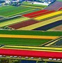 Image result for Lisse Tulip Fields