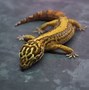 Image result for Different Types of Leopard Geckos