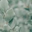 Image result for Sage Green Color Aesthetic Wallpaper