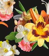 Image result for Bunch of Flowers with Black Background