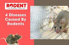 Image result for Rodent Diseases