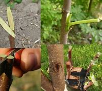 Image result for Grafting Apple Trees in Summer