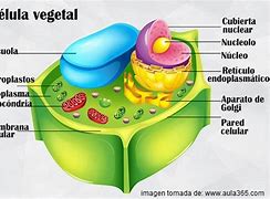 Image result for Organelas Celulares