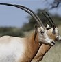 Image result for Biggest Horns Ever