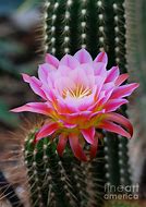 Image result for Pink Catcus Flower