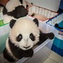 Image result for Giant Panda Conservation