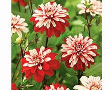 Image result for Dahlia Pacific Time