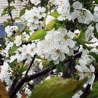 Image result for Dwarf Cherry Tree