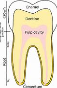 Image result for Molar Tooth Diagram
