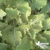 Image result for Brassica oleracea Daubenton