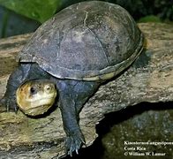 Image result for Kinosternon angustipons