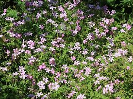 Image result for Geranium oxonianum ‘Lady Moore’