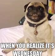 Image result for Wednesday Pug Meme