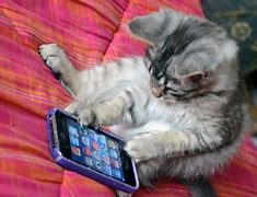Image result for Funny Phone Animal