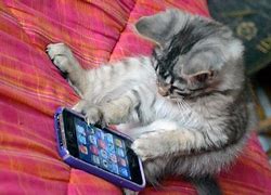 Image result for Sill Y Phone