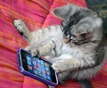 Image result for Funny Cat Phone