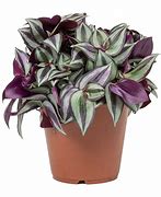 Image result for Wandering Jew Plant Care