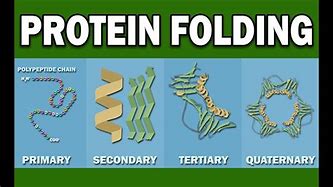 Image result for Protein Folding Animation