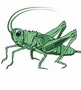 Image result for Grasshopper and Cricket Drawing