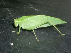 Image result for Leaf Bug