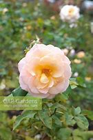 Image result for Rosa Apricot Nectar