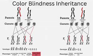 Image result for Color Blindness Punnett Square