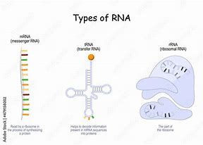 Image result for Difference Between mRNA and tRNA