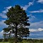 Image result for Witness Tree Dolcetto Remari