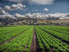 Image result for Salinas Valley Crops