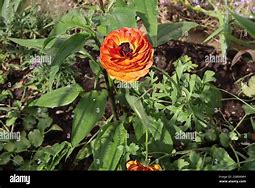 Afbeeldingsresultaten voor Ranunculus asiaticus Aviv Picotee -rose-