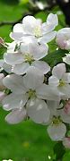 Image result for Malus domestica Sint-Bernardusappel