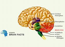 Image result for Facts About Human Brain