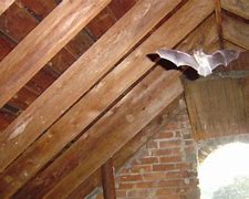 Image result for Bats Living in Attic