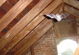 Image result for Bats in Attic