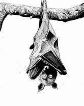 Image result for Tiny Cartoon Fruit Bat