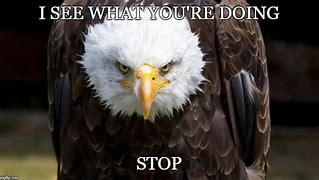 Image result for Angry Eagle Meme