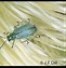 Image result for "northern-corn-rootworm"