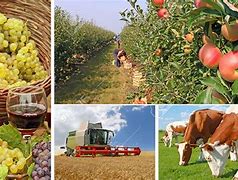 Image result for agropexuario