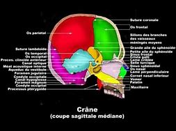 Image result for OS Tronc