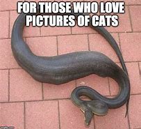 Image result for Cat Snake Meme