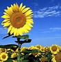 Image result for Sunflower Desktop Screensavers
