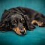 Image result for Dachshund Lab Mix