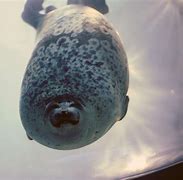 Image result for Osaka Aquarium Seal