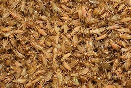Image result for Bunch of Crickets